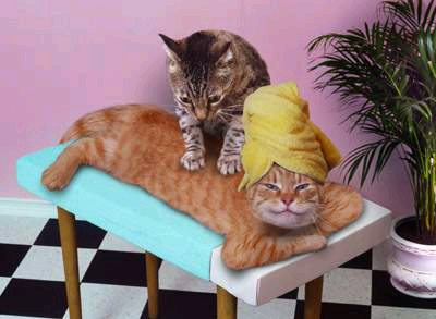 Cat's Spa